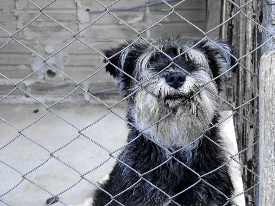 dog, stuck, animal, pet, pets, canine, purebred Dog, schnauzer, mammal