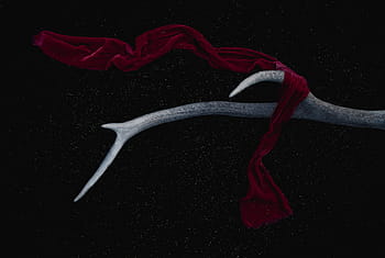 gray, animal horn, antler, horns, macro, closeup, natural, decoration, scarf, cloth, fabric