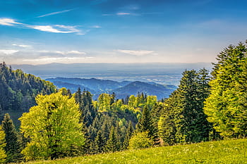 green, leaf trees, grass field, day time, mountains, outlook, black forest, landscape, nature, distant view, spring