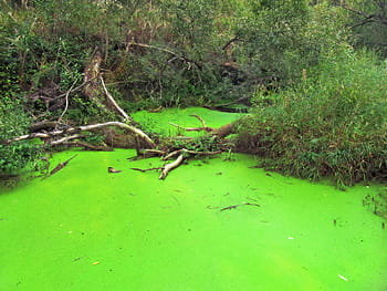 green leafed trees, pond, green alga, algae, environment, green, water, nature, ecology, natural, marsh