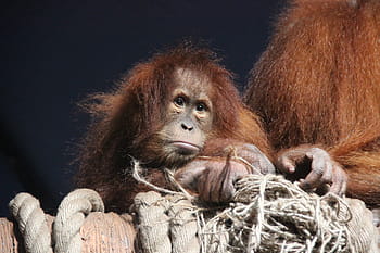 brown orangutan, monkey, animals, orangutan, redhead, sorrow, animals in the wild, animal themes, day, close-up, mammal