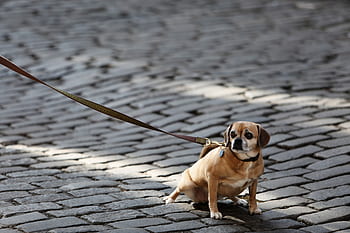 cane, animale domestico, guinzaglio, animali, ciottolo