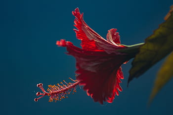 selettivo, messa a fuoco, rosso, fiore di ibisco, fioritura, vicino, foto, fiore, petalo, verde, foglia
