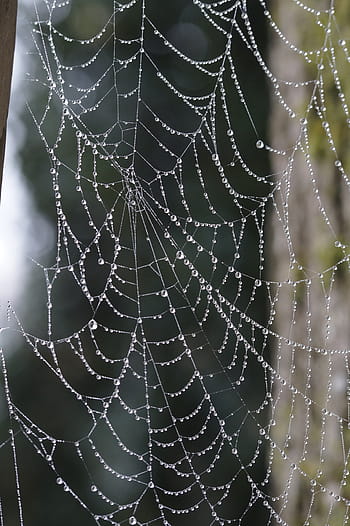 cobweb, network, orb web, arachnids, symmetry, dewdrop, drip, drop of water, lined, lined up, filigree