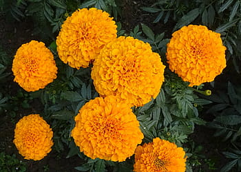 calendula, fiore, giallo, Genda, jhenduphool, gondephool, tagetes erecta, Asteraceae, flora, pianta, giardino