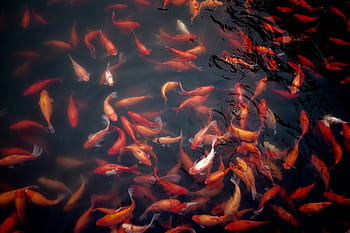 koi fish, grey, body, water, shoal, koi, fish, goldfish, pond, aquatic animal, aquarium