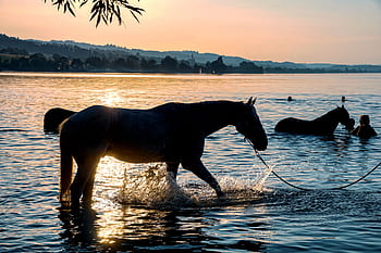 horses, swim, lake, water, sunset, waters, mood, reflections, landscape, cooling, abendstimmung