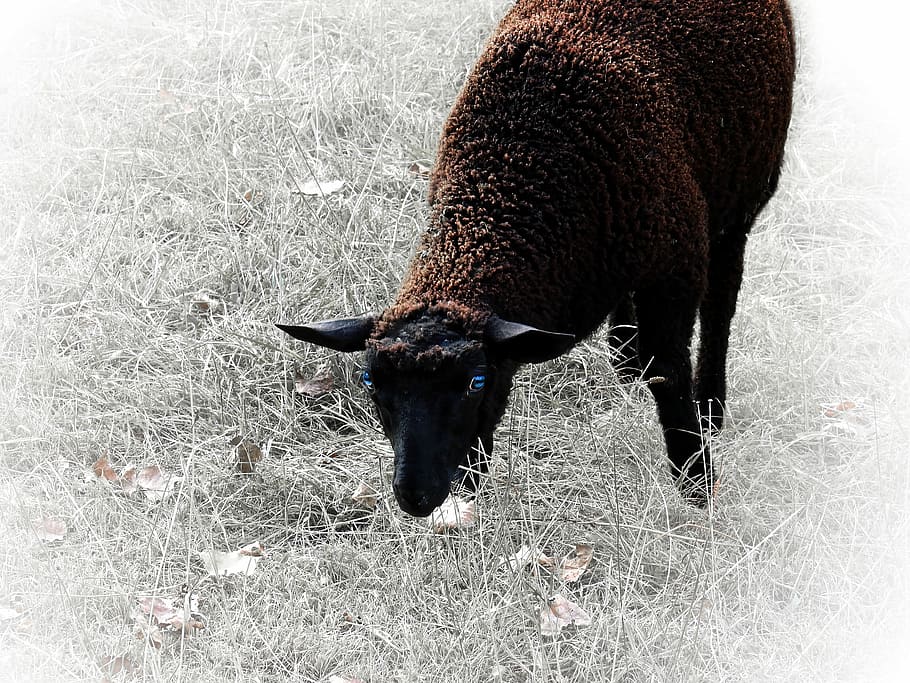 Sheep, Animal, Mammal, Wool, Head, black sheep, animals, eyes, blue eye, grass, pasture