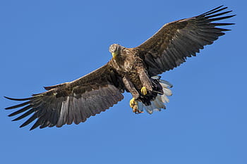 brown, black, hawk, flying, mid, air, eagle, bird, bird of prey, expensive, natural