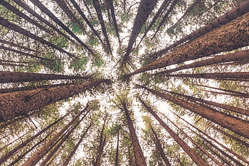 alberi, pianta, foresta, natura, le foglie, ramo