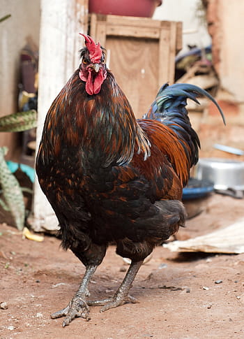 haan, Afrika, kip, vogel, farm, kip - vogel, dier, jonge haan, landbouw, landelijke scène, vee