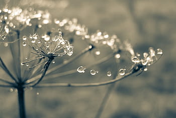 time-lapse photography, dewdrops, bare, flower, cobweb, drops, rosa, the stem, spider's web, meadow, the fog