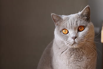회색 고양이, 얕은, 초점, 사진, 회색, 짧은, 코팅 된, 고양이, 동물, 고양이 같은, 구레나룻