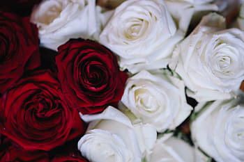 merah, mawar buket, Putih, Mawar Merah, Buket, bunga, mawar, flora, Polandia, mawar - Bunga, alam