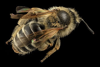 makro fotografie, včelí med, včela, hmyz, makro, jízdní, volně žijících živočichů, Příroda, andrena nida, pyl, portrét