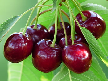 red round fruit, cherry, sweet cherry, red, fruit, healthy, leaves, branch, summer, delicious, fruity