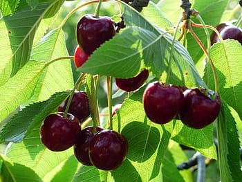 maroon fruit, Sweet Cherry, Cherry, Red, Red, Fruit, cherry, red, fruit, healthy, leaves, branch, summer