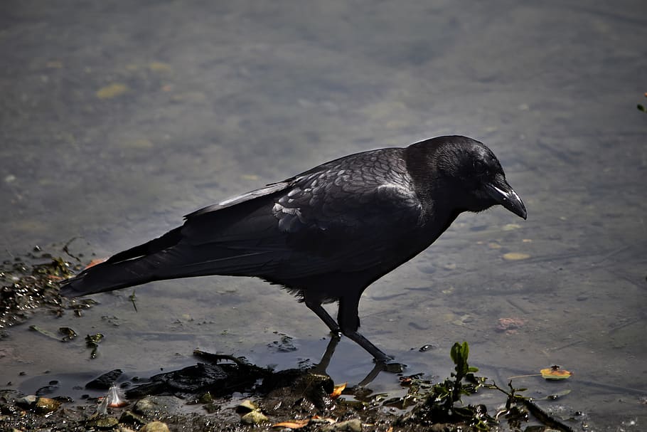bird, black crow standing in water, by the pond