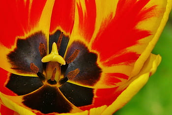 tulip, tulips, spring, flower, nature, flowers, bloom, blossomed, garden, bright, color