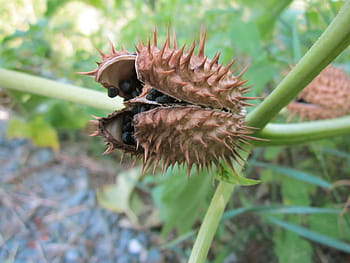 datura stramonium, jimson weed, devils snare, flora, thorny, poisonous, weed, botany, species, plant, wildflower