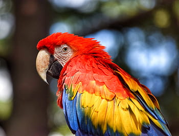 macro shot photography, red, yellow, bird, parrot, volatile, color, feathers, eye, animal, colorful parrot