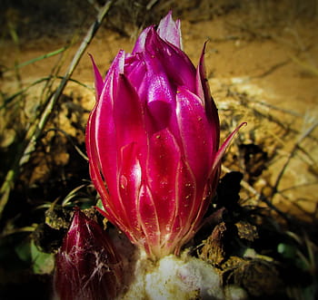 Flower, Cactus, Plant, Nature, Flora, cactus park, ayia napa, cyprus, pink color, beauty in nature, close-up
