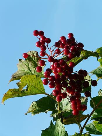 ordinario, palla di neve, frutti di bosco, maturo, palla di neve ordinaria, rosso, frutta, opulus viburnum, palla di neve comune, herzbeer, blutbeer