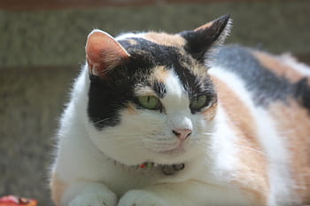fat cat, cats, tabby cat, evil the cat