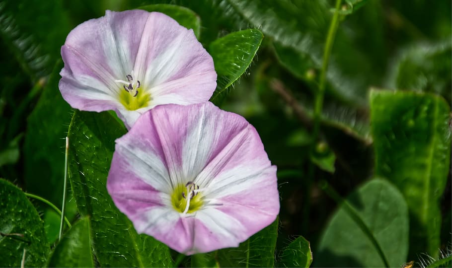 bindweed, flower, pink, blossom, bloom, white, winds, funnel flower, weed, wind greenhouse, nature