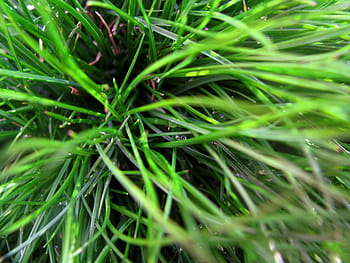 grønt græs, grøn, græs, planter, grøn farve, fuld ramme, plante, baggrunde, natur, vækst, blad