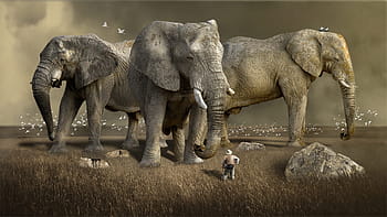 three gray elephants, mammal, wildlife, animal, nature, elephant, wild, africa, south africa, safari, wilderness
