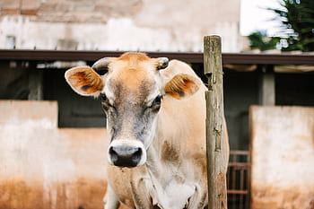 cow, cattle, calf, grass, animal, nature, wood, outdoor