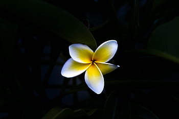 bianca, giallo, plumeria, fioritura, selettivo, fotografia a colori, nero, buio, fiore, petalo, frangipani