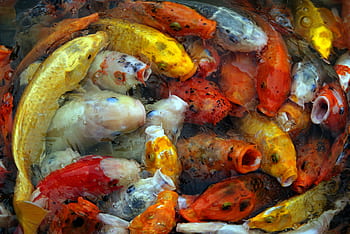 koi, fish, animal, close up, pond, colorful, wild, carp, freshwater, water, environment
