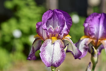 selektivní, zaměřené, fotografování, nachový, květy okvětní lístky, duhovka, iris květina, schwertlilie gewaechs, květ, vousatý iris, jaro