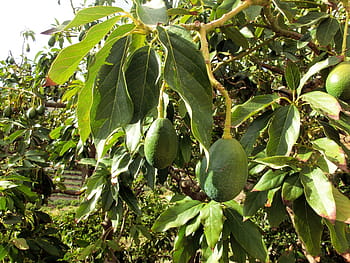 oblungo, verde, frutta, avocado, albero, pianta, alloro, serra, serra di alloro, mediterraneo, le foglie