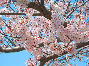 Cherry, Cherry, Cherry Blossoms, Spring, Pink, cherry, flowers, natural, plant, japan, sakura, japan flower
