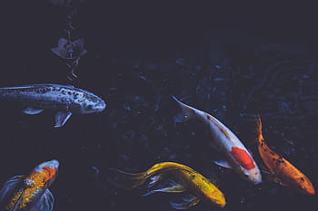 koi fishes, calm, body, water, fish, pond, swim, koi, fishery, pisciculture, animal themes