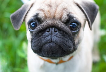 pug on grass, dog, cute, animal, canine, pet, pug, puppy