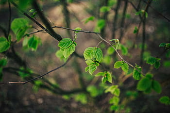 少し、 緑、 葉、 枝、 少し緑、 緑の葉、 クローズアップ、 花、 植物、 果物、 自然