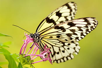 화이트, 검은, 나비, 나방, 곤충, 매크로, 닫다, 넥타, 화분, 꽃, 가을