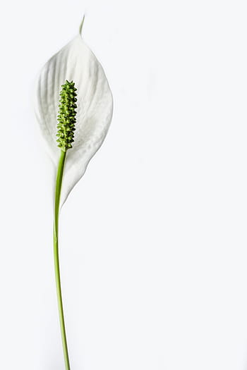 flori de flori de crin, a închide, fotografie, pace crin, floare, plantă, Crin, a inflori, botanică, izolat, singur
