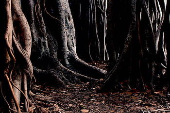 brown, trees, surrounded, dried, leaves, nature, woods, trunk, roots