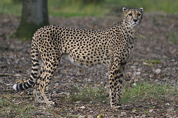 park, beekse bergen, hilvarenbeek, dravec, Gepard, masožravec