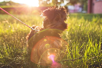 Little, Yorkshire Terrier, Rumput, hewan, anjing, hewan peliharaan, anak anjing, sinar matahari, matahari terbenam, yorkshire, di luar ruangan