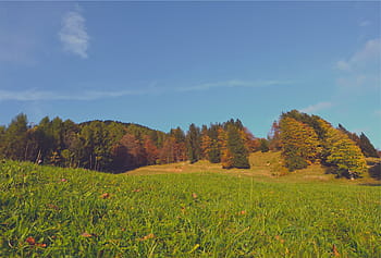green, grass field, pine tree, leaf, tall, tress, cirrus, clouds, autumn, trees, fall