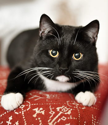 selektiv, fokus fotografie, Smoking Katze, Hauskatze, Tierheim, mieze, Tierfotografie, Katze, Haustier, Tierschutz, adidas