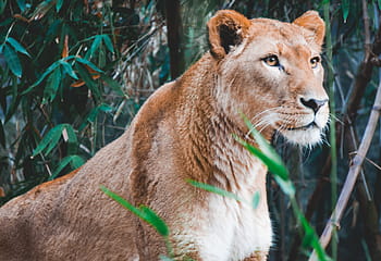 fotografia ravvicinata, Marrone, leonessa, Leone, animale, zoo, foresta, natura, verde, foglia, pianta