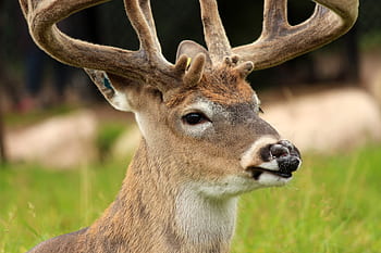 whitetail deer, nisäkäs, Peura, villieläimet, whitetail, luonto, pukki, Uros, ruskea, metsästys, palkinto