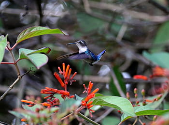 Cuba, Matanzas, cienaga de zapata, mellisuga helenae, endemico, zunzuncito, colibrì, birdwatching, natura, piccolo, naturale